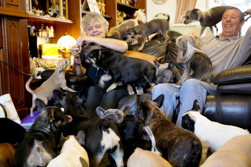 41 Dogs in a 3 bed Semi