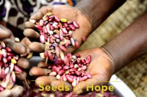 studio-9-seeds-of-hope